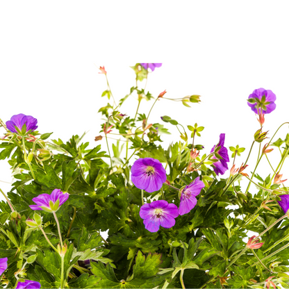 Buitenplant - Geranium Rozanne - Bloeiend, Paars - Pot Ø 19cm Hoogte ↕ 20-30cm