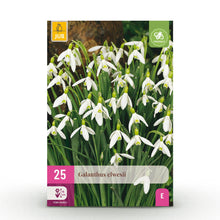 Buitenplant 25x Galanthus Elwesii - Bloembollen Wit - Bolmaat 5/6