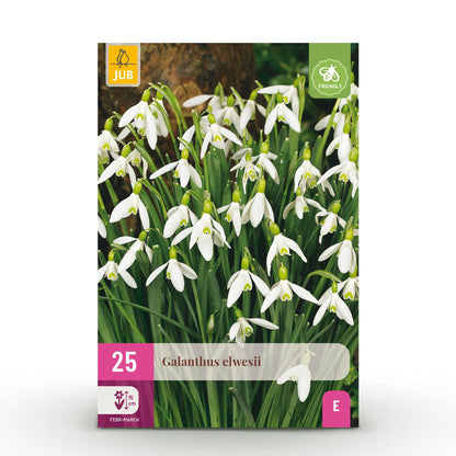 Buitenplant 25x Galanthus Elwesii - Bloembollen Wit - Bolmaat 5/6