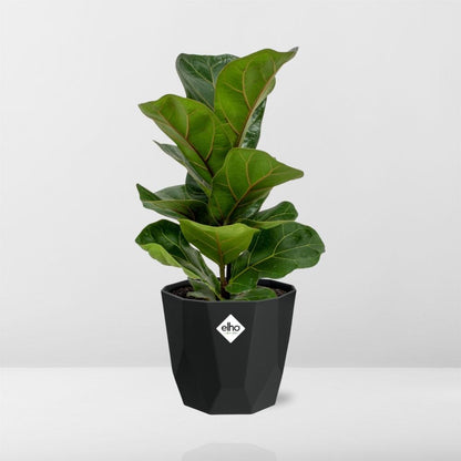 Kamerplant - Ficus Lyrata 'Bambino' - Pot Ø 14cm