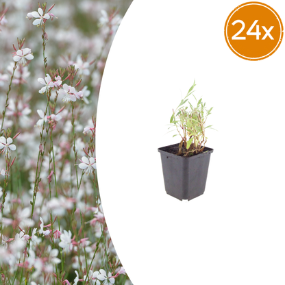 Buitenplant 24x Gaura lindheimeri - Bloeiend - Pot Ø 9cm Hoogte ↕ 10-25cm