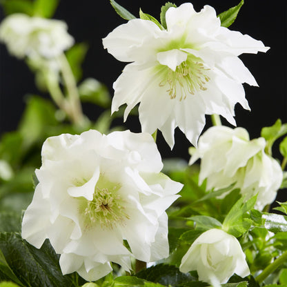 Buitenplant 2x Helleborus orientalis 'Double Ellen White' - Groenblijvend - Pot Ø 14cm Hoogte ↕ 35cm