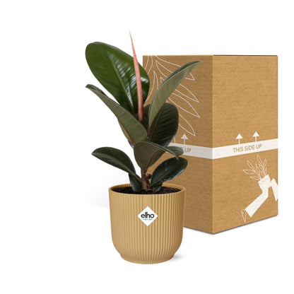 Kamerplant - Ficus Elastica 'Robusta' - Pot Ø 14cm