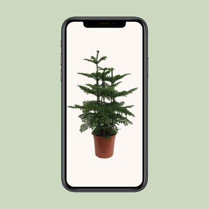 XL plant Araucaria - 2 takken - Pot Ø 27cm Hoogte ↕ 110cm
