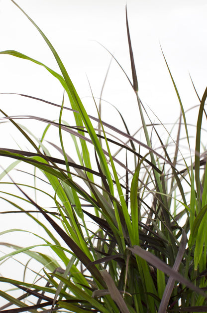 Buitenplant - Pennisetum x advena 'Summer Samba' - Pot Ø 19cm Hoogte ↕ 50cm