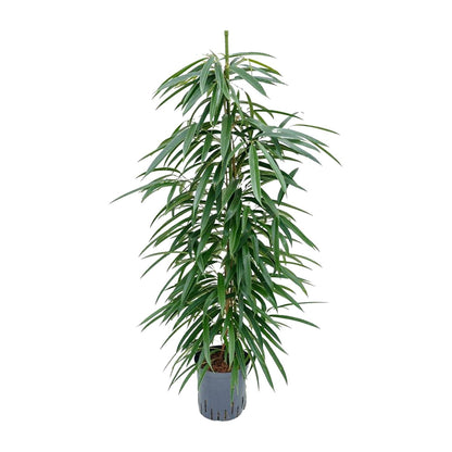 Kamerplant - Ficus Binnendijkii 'Alii' (Hydrocultuur) - Pot Ø 18cm Hoogte ↕ 110cm