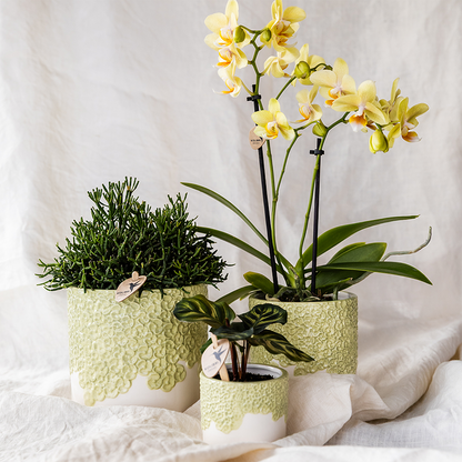 Sierpot - Bloom Green - Pot Ø 12cm