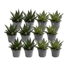 Kamerplant 12x Aloe Mix