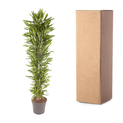 XL Kamerplant - Dracaena Cintho vertakt - Pot Ø 40cm Hoogte ↕ 210cm