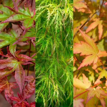 Buitenplant 3x Acer palmatum 'Tricolour' - Pot Ø 12cm Hoogte ↕ 35cm