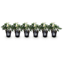 Buitenplant 6x Helleborus Christmas Carol - Bloeiend - Pot Ø 10,5cm Hoogte ↕ 25cm