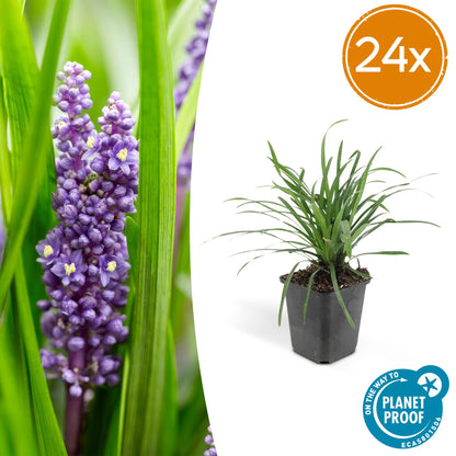 Buitenplant 24x Liriope muscari 'Big Blue' - Vaste plant - Pot Ø 9cm Hoogte ↕ 10-25cm
