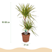 Kamerplant - Dracaena Sunray - Pot Ø 21cm Hoogte ↕ 90-100cm