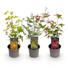 Buitenplant 3x Acer palmatum 'Tricolour' - Pot Ø 12cm Hoogte ↕ 35cm
