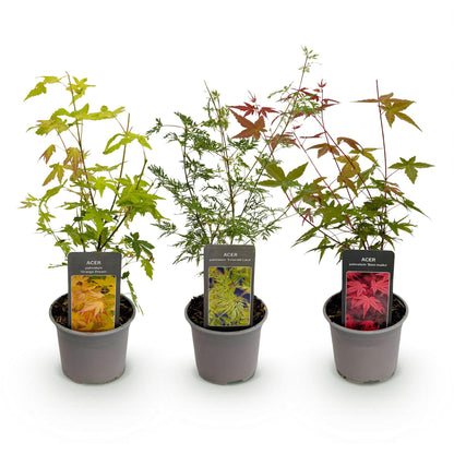 Buitenplant 3x Acer palmatum 'Tricolour' - Pot Ø 12cm Hoogte ↕ 35cm