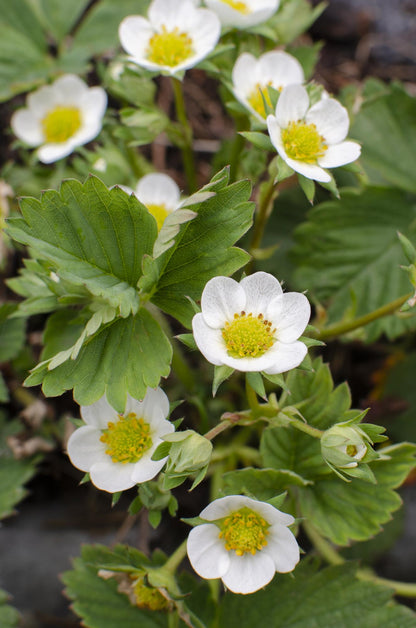 Buitenplant - Fragaria x ananassa 'Delizzimo' - Aardbei - Pot Ø 13cm Hoogte ↕ 45cm