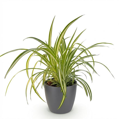 Kamerplant - Chlorophytum comosum Variegatum - Pot Ø 12cm Hoogte ↕ 20cm