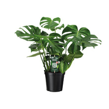 Kamerplant - Monstera Deliciosa - Pot Ø 21cm Hoogte ↕ 65cm