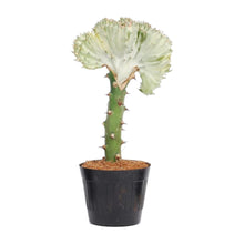 Kamerplant - Euphorbia lactea Cristata wit - Pot Ø 10,5cm Hoogte ↕ 30cm