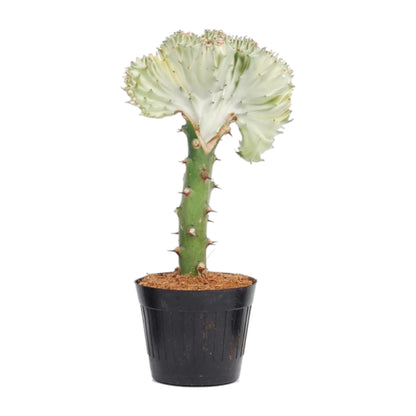 Kamerplant - Euphorbia lactea Cristata wit - Pot Ø 10,5cm Hoogte ↕ 30cm