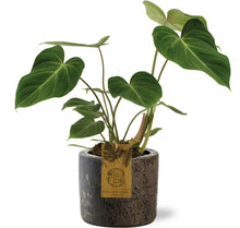 Kamerplant - Philodendron Gloriosum - Pot Ø 15cm Hoogte ↕ 40cm