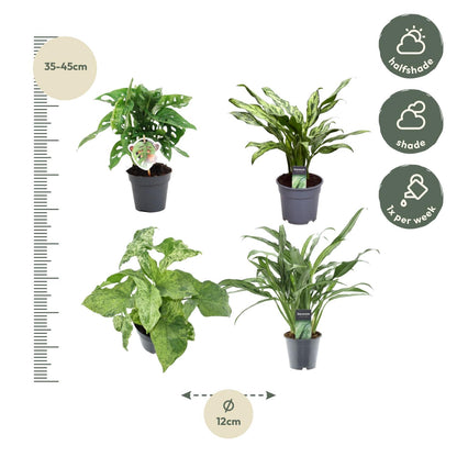 Kamerplant - Groen mix 4 planten - Monstera obliqua, Aglaonema Juliette, Syngonium Mottled, Aglaonema Cutlass