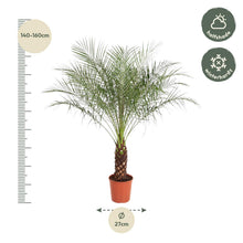 XL kamerplant - Phoenix Roebelenii - Pot Ø 27cm Hoogte ↕ 150cm