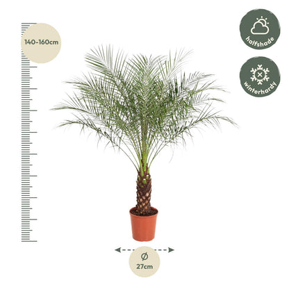XL kamerplant - Phoenix Roebelenii - Pot Ø 27cm Hoogte ↕ 150cm