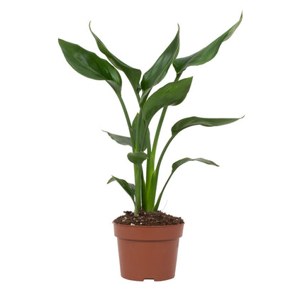 Kamerplant - Strelitzia Reginae - Pot Ø 12cm Hoogte ↕ 35cm