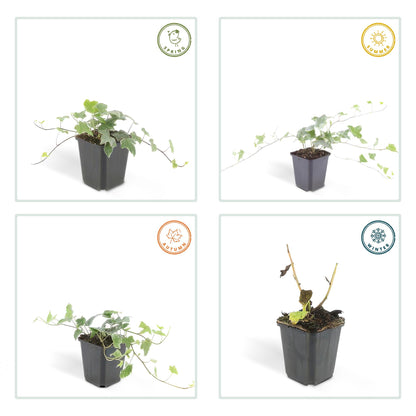 Buitenplant 24x Hedera helix 'Glacier' - Pot Ø 9cm Hoogte ↕ 10-25cm
