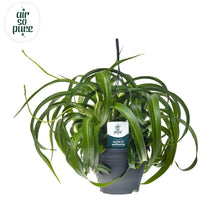 Kamerplant - Chlorophytum comosum 'Green Bonnie' - Luchtzuiverend - Pot Ø 19cm Hoogte ↕ 60cm