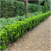 Buitenplant 48x Euonymus 'Green Spire' - Pot Ø 7cm Hoogte ↕ 15cm