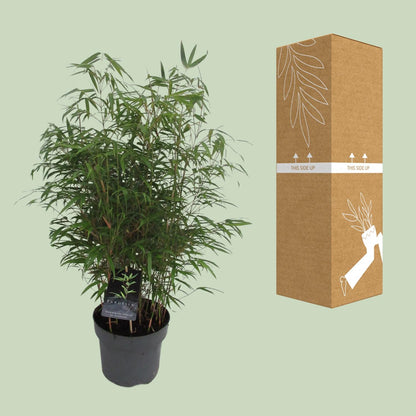 Buitenplant - Fargesia Rufa - Winterhard - Pot Ø 23cm Hoogte ↕ 95cm