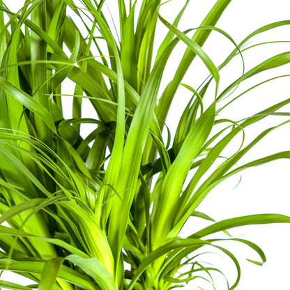 Kamerplant - Beaucarnea Recurvata Stam - XL - Pot Ø 27cm Hoogte ↕ 110-130cm