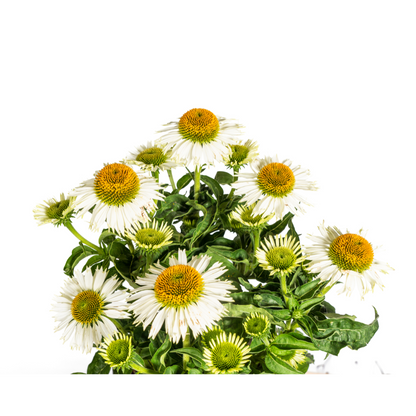 Buitenplant - Echinacea Purpurea White - Bloeiend - Pot Ø 19cm Hoogte ↕ 60-70cm