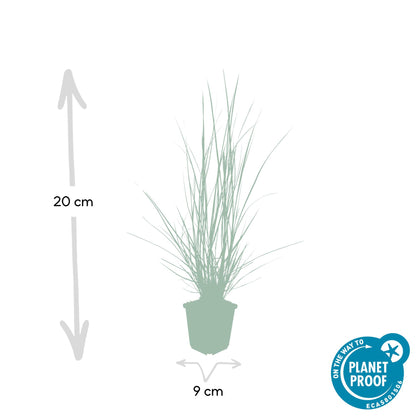 Buitenplant 24x Pennisetum alopecuroides 'Hameln' - Pot Ø 9cm Hoogte ↕ 10-25cm