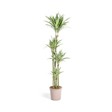 XL kamerplant - Dracaena Deremensis White Stripe - Pot Ø 27cm Hoogte ↕ 170-190cm