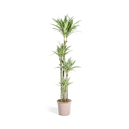 XL kamerplant - Dracaena Deremensis White Stripe - Pot Ø 27cm Hoogte ↕ 170-190cm