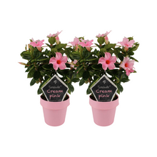 Buitenplant 2x Mandevilla Sundaville Cream Pink op Rek - Klimplant - Pot Ø 14cm Hoogte ↕ 40cm