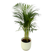 Kamerplant - Areca Palm - Pot Ø 19cm Hoogte ↕ 85cm