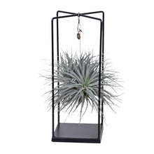 Kamerplant - Tillandsia Cube Mix - Pot Ø 20cm Hoogte ↕ 20cm