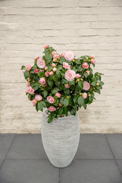 Buitenplant - Camellia japonica Bonomiana - Bloeiend - Pot Ø 19cm Hoogte ↕ 65cm