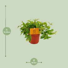 Kamerplant - Peperomia Ang. 'Rocca Vivace' - Pot Ø 11cm Hoogte ↕ 15cm
