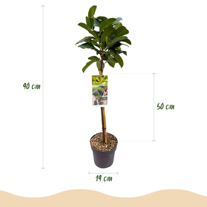 Buitenplant - Prunus laurocerasus 'Etna' op stam - Winterhard - Pot Ø 19cm Hoogte ↕ 90cm