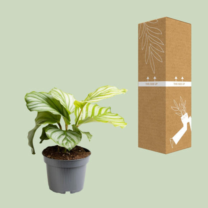 Kamerplant - Calathea Orbifolia - Pot Ø 12cm Hoogte ↕ 25cm