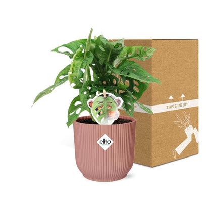 Kamerplant - Monstera 'Monkey Leaf' - Pot Ø 14cm Hoogte ↕ 25-35cm