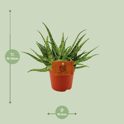 Kamerplant - Aloe Spider - Pot Ø 10,5cm Hoogte ↕ 15cm