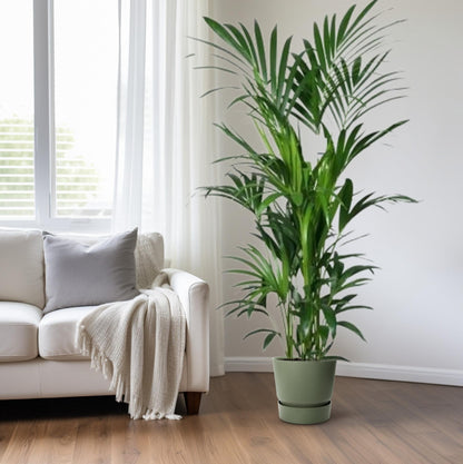 XL kamerplant - Howea - Pot Ø 27cm Hoogte ↕ 180cm