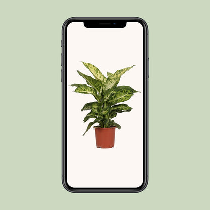 Kamerplant - Dieffenbachia Mars - Pot Ø 17cm Hoogte ↕ 50cm