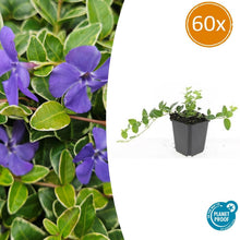 Buitenplant 60x Vinca minor 'Ralph Shugert' - Pot Ø 9cm Hoogte ↕ 10-25cm
